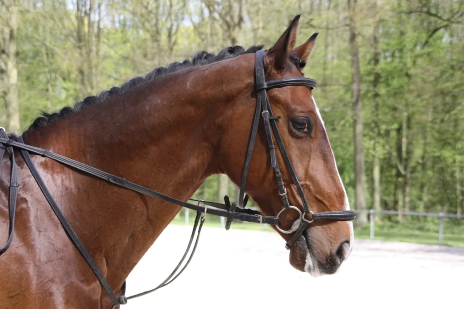 手綱と馬具（ブライドル）を着けた馬の横顔