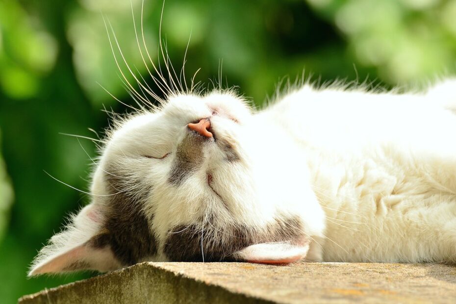 木漏れ日の下でくつろぐ猫